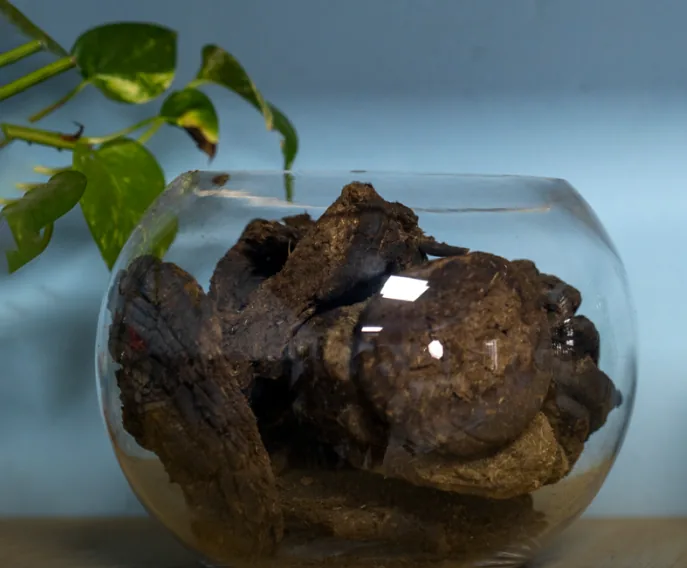 A glass bowl of dried argal pieces